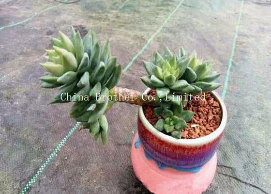 Woven Textile Plant Ground Weed Control Fabric Hydrophilic Recycled Material