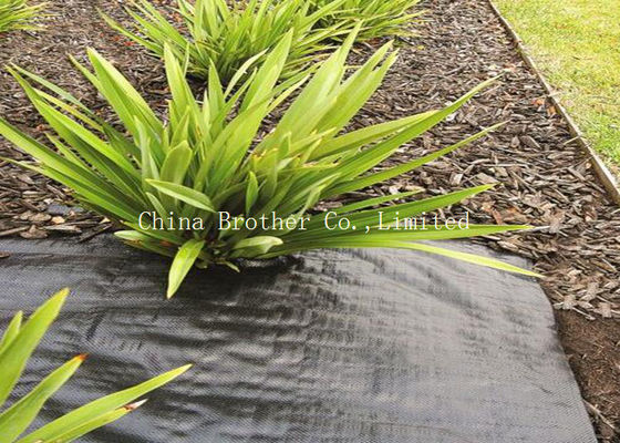 Polypropylene Plantex Ground Weed Control Fabric Moisture Proof 60gsm Black Color