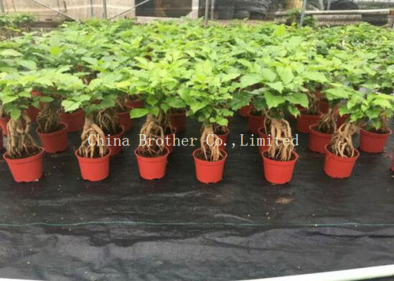 Woven Water Permeable Landscape Fabric , Weed Control Barrier Cloth 70gsm