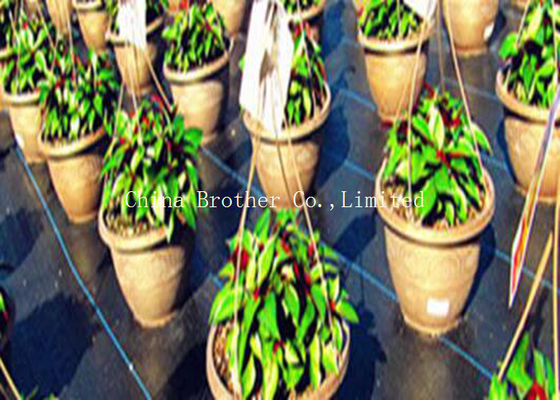 3% UV Protection Ground Weed Control Fabric Spunbond Moisture Proof Black Color