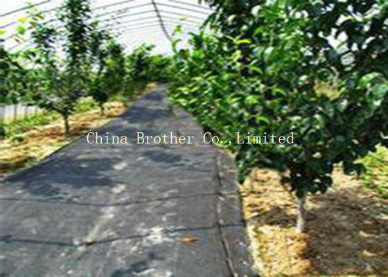 95gsm PP Woven Ground Weed Control Fabric Strong Tensile Resistance