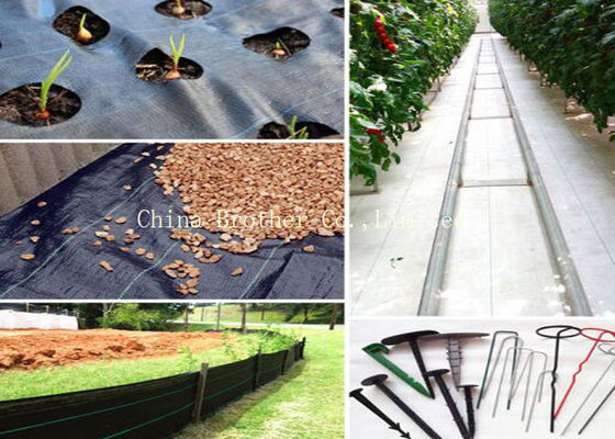Customized 80gsm Black Weed Control Membrane PP Woven For Agriculture