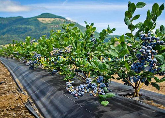 Black Garden Weed Control Fabric For Maintain Temperature To Benefit Healthy Growth Weed Control