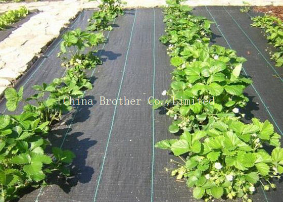 80gsm Non Woven Weed Control Fabric For Vegetables
