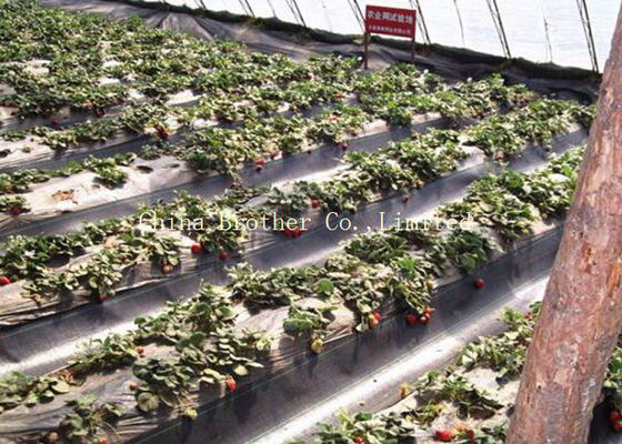 PE / PP Woven Ground Cover Fabric 150gsm , Weed Mat For Home Garden