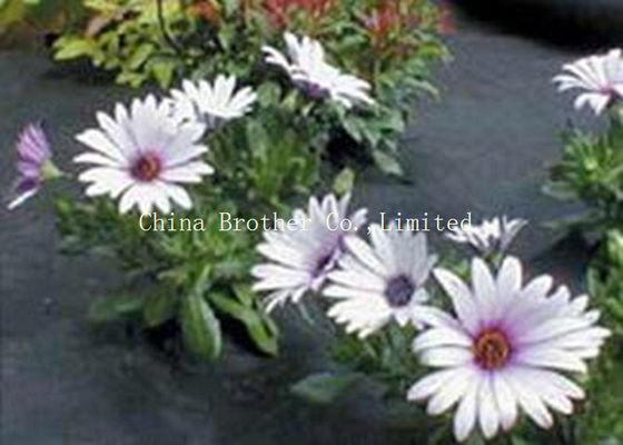 Environment Friendly Landscape Ground Cover Fabric Heavy Duty Weed Control Matting