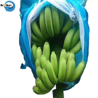 Large Perforated Polyethylene Plastic Bag Banana Protective Bag Banana Bundle China Supplier