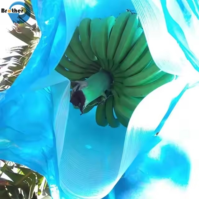 Blue Perforated Polyethylene Banana Protection Bag Recycled Materials Eco-Friendly Bunch Cover for Bananas